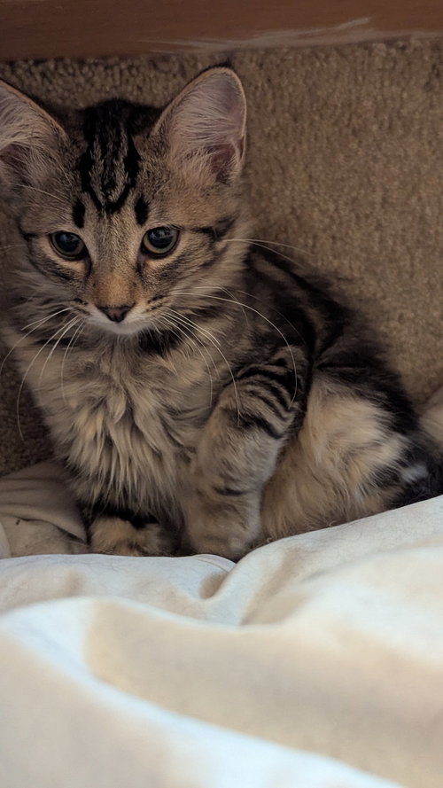 Kenai (Must Be Adopted With Siana)