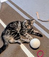 Kenai (Must Be Adopted With Siana)