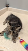 Kenai (Must Be Adopted With Siana)