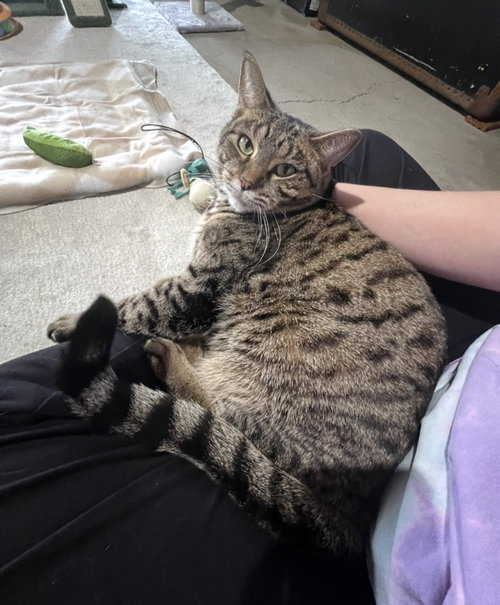 picture of the cat needing adoption