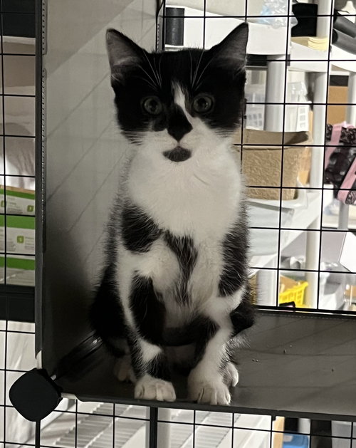Olson (Must be Adopted with Olina)