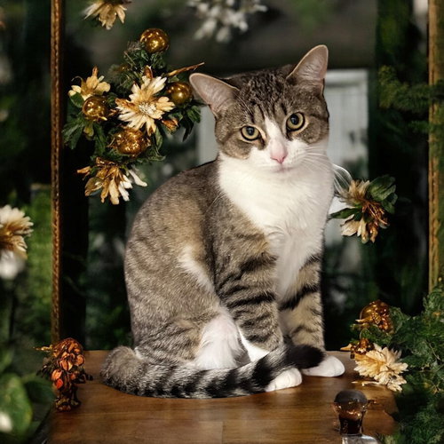 picture of the cat needing adoption