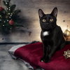 Teddee (must be adopted with Ollee)