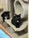 Teddee (must be adopted with Ollee)