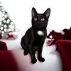 Teddee (must be adopted with Ollee)