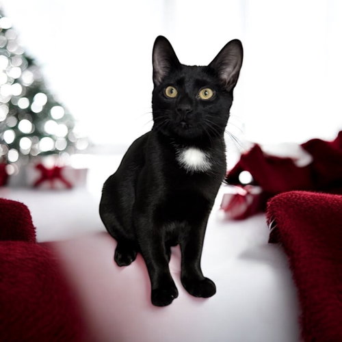 Teddee (must be adopted with Ollee)