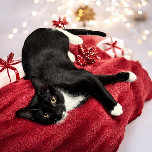 Ollee (must be adopted with Teedee)