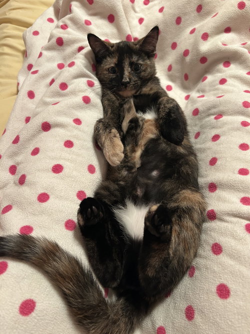 Kira (MUST BE ADOPTED WITH SKARLETTA)