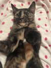 Kira (MUST BE ADOPTED WITH SKARLETTA)