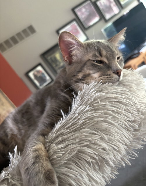 Graison, an adoptable Domestic Short Hair in Walled Lake, MI