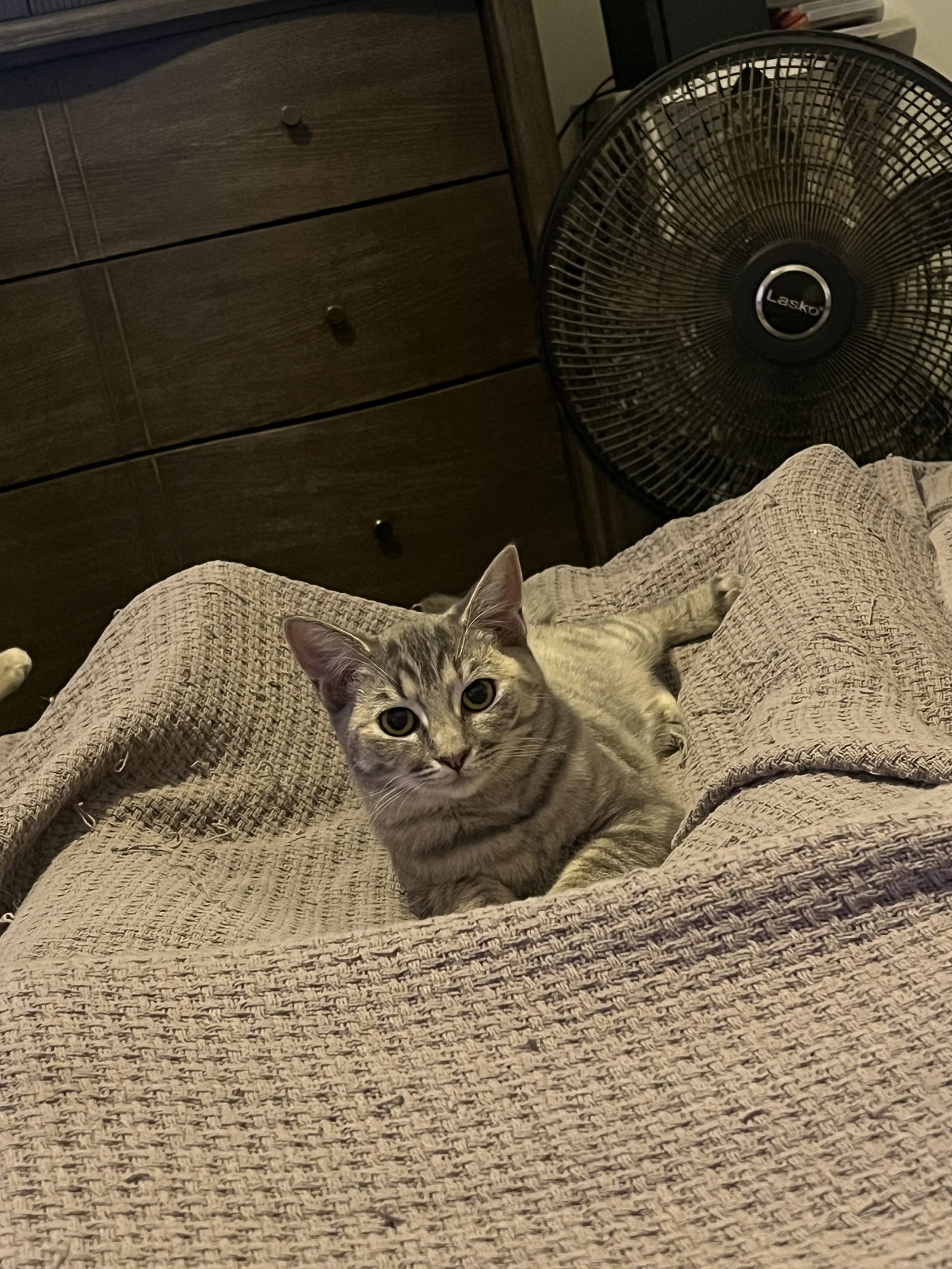 High Noon (must be adopted w White Claw)