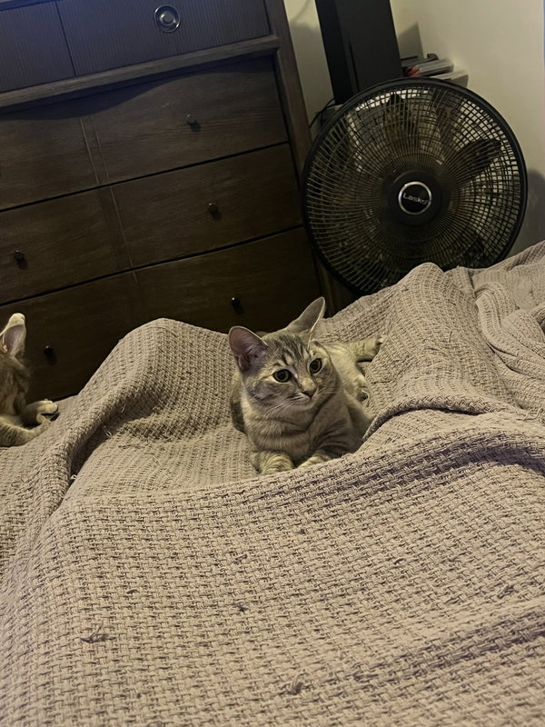 High Noon (must be adopted w White Claw)