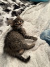 Romie