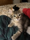 Romie