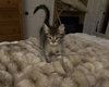 Romie