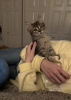 Romie