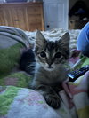 Romie