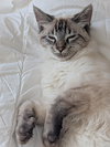 Ivan