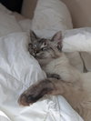 Ivan