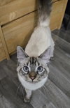 Ivan