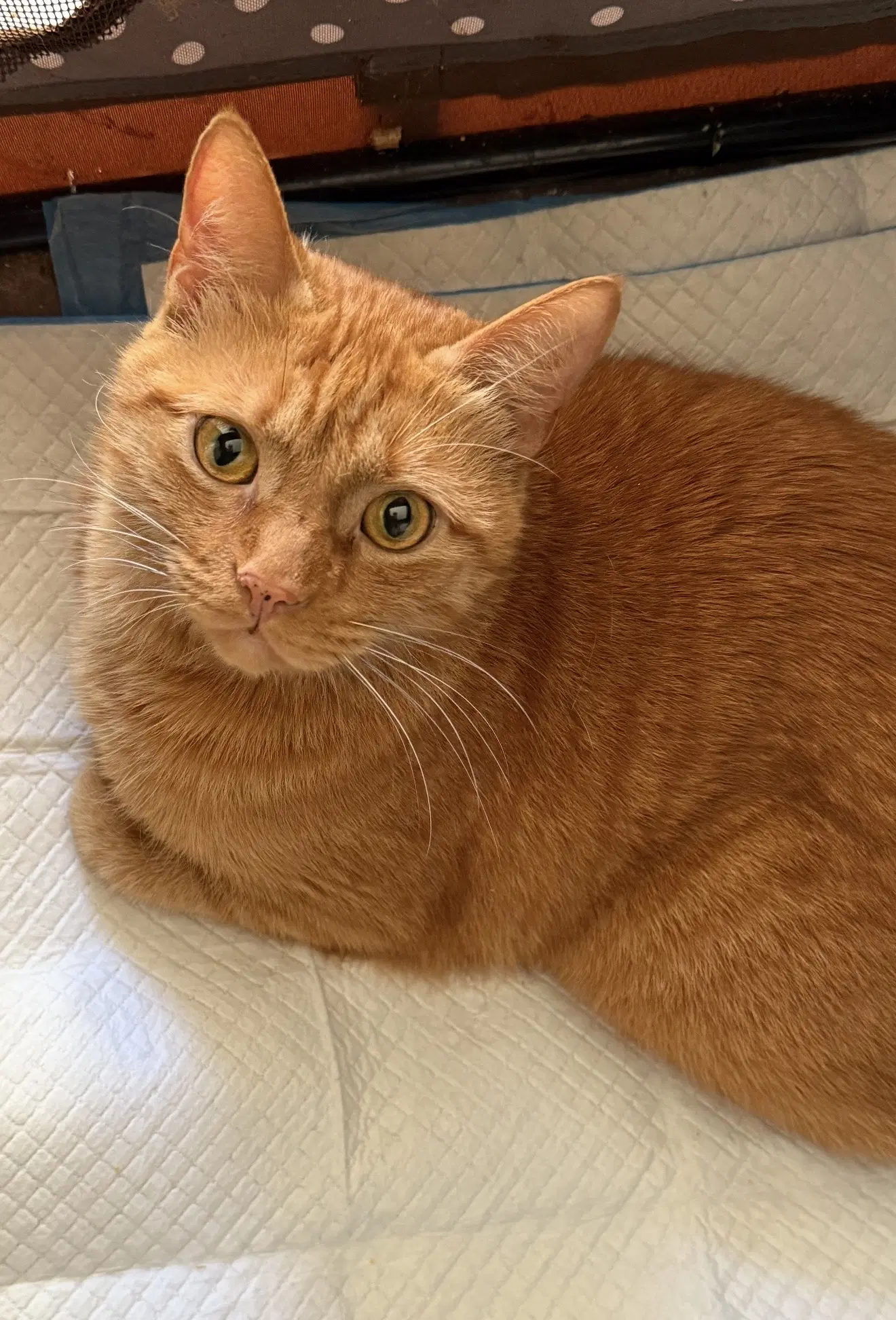 Carl - Domestic Short Hair