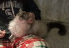Katerina (tripod 3 legged)