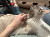 Katerina (tripod 3 legged)
