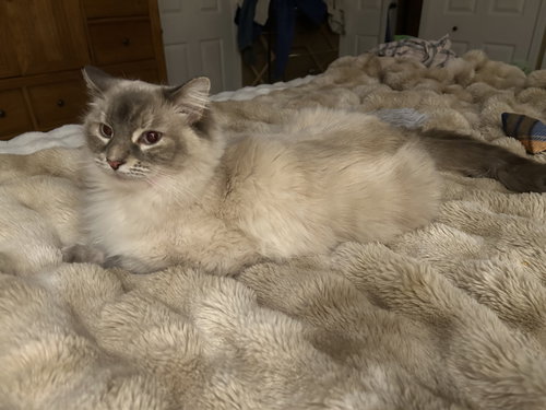 Katerina (tripod 3 legged)