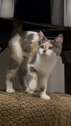 Anisa