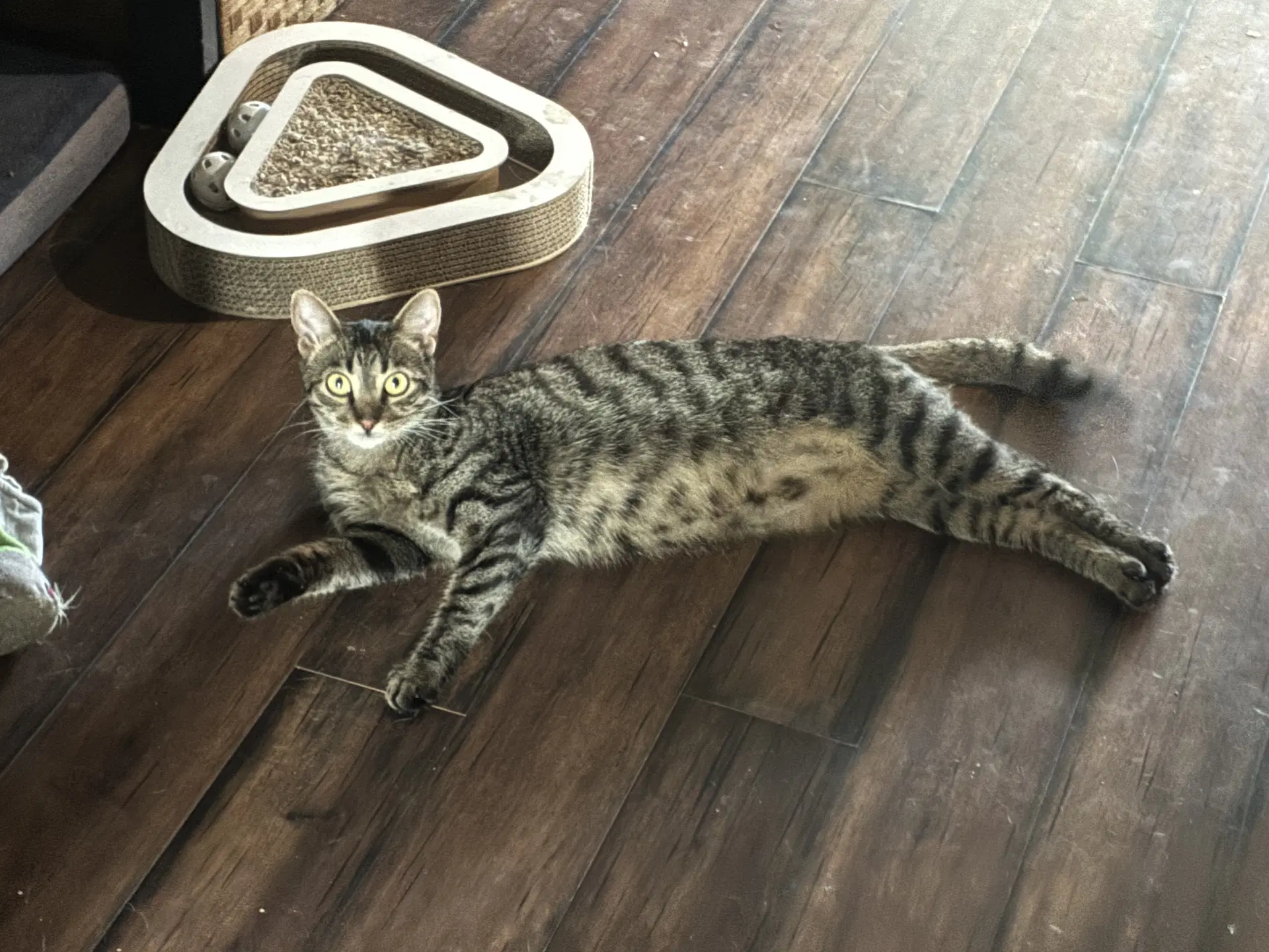Rosie M - Domestic Short Hair
