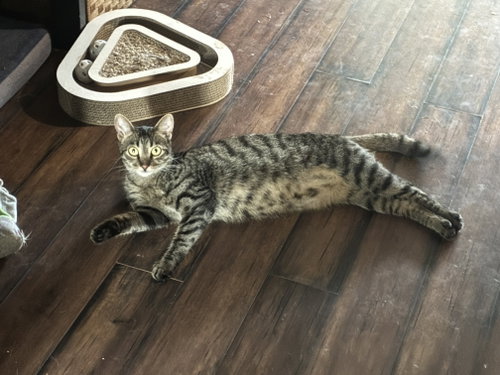picture of the cat needing adoption