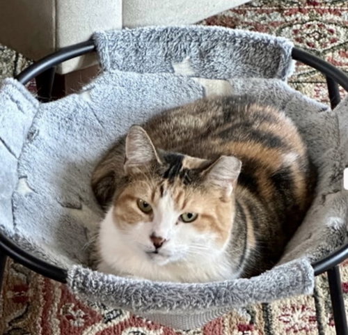 Persee, Adult Domestic Short Hair (short coat), cat for adoption in Royal Oak, Michigan