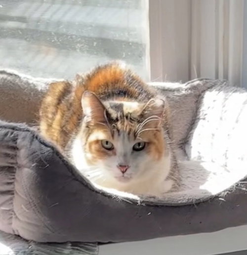 Persee, an adoptable Domestic Short Hair in Walled Lake, MI