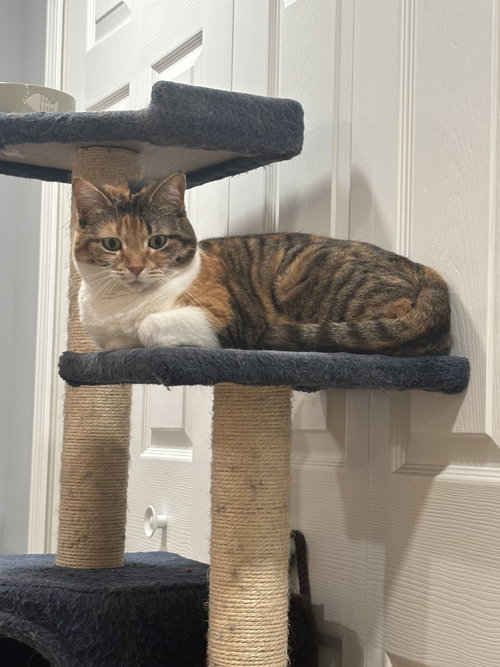 picture of the cat needing adoption