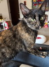 Moxie