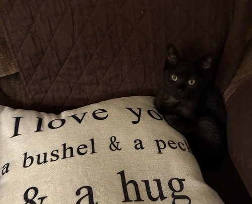 Bella Bear