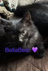 Bella Bear