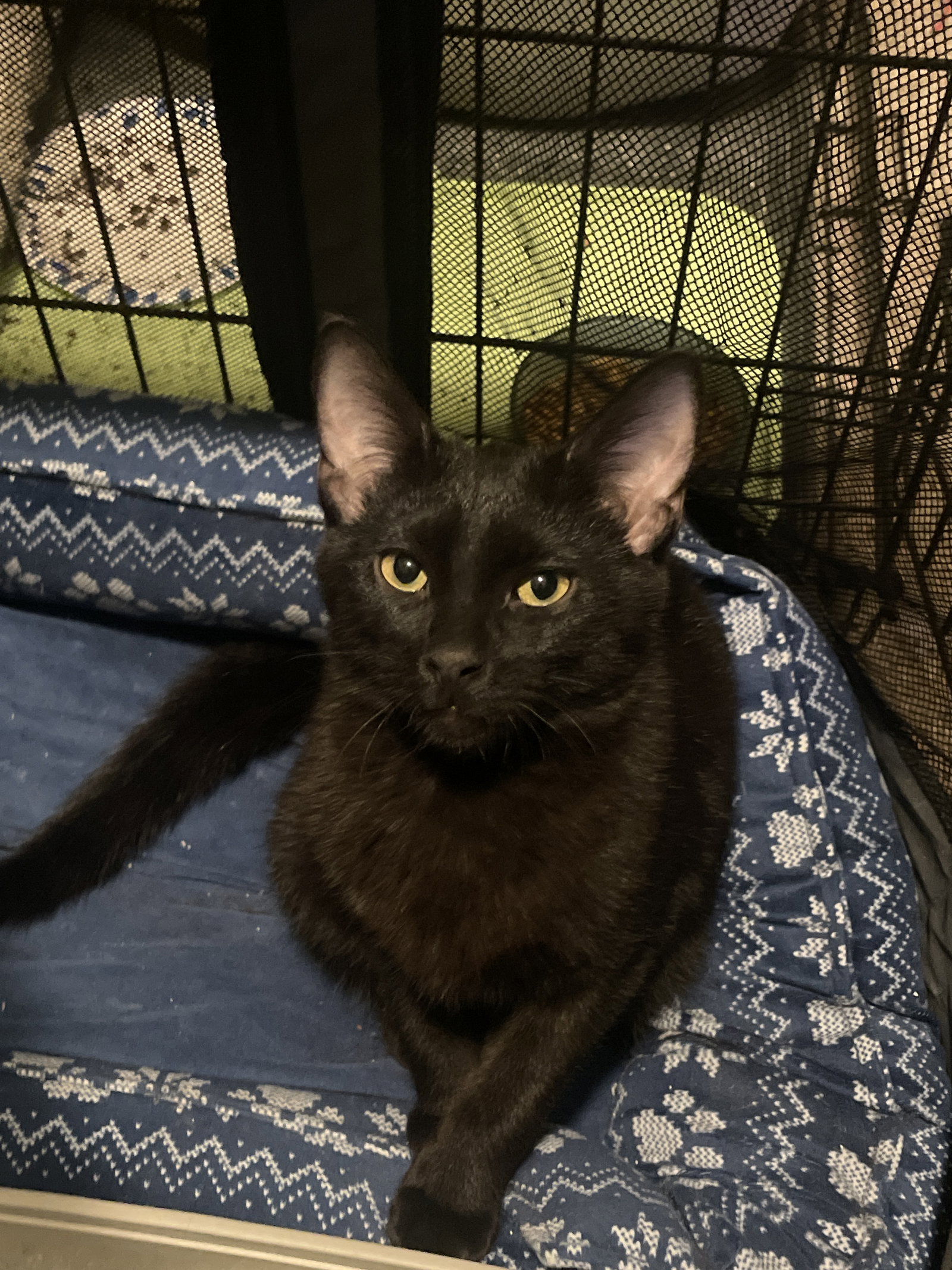 Quest Love (Must be Adopted with Nolan Void)