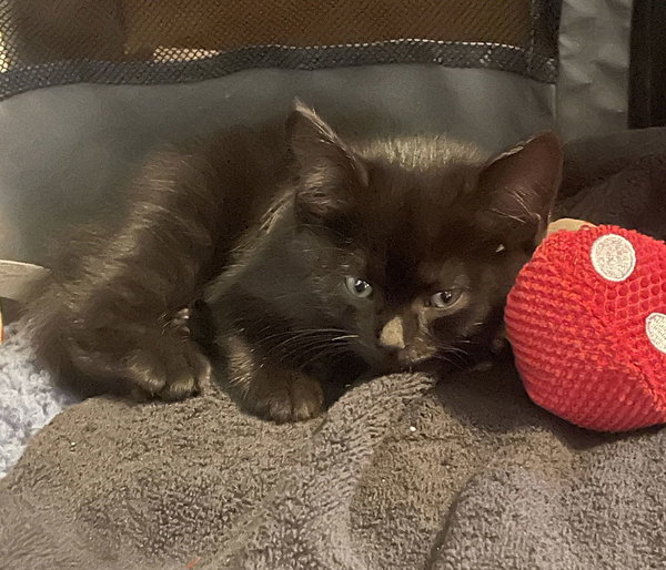 Nolan Void (Must be Adopted with Quest Love)