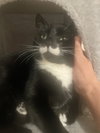 Mustachio
