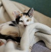 Sweet Girl
