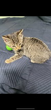 Paisley(must be adopted with Isla)