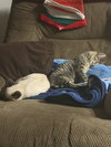 Paisley(must be adopted with Isla)