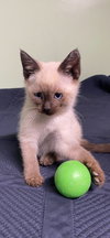 Isla(must be adopted with Paisley)