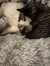 Isla(must be adopted with Paisley)