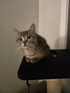 Jolene