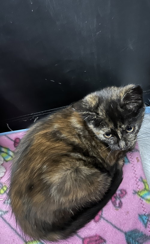 Binzie(must be adopted with Kenzie)