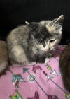 Kenzie(must be adopted with Binzie)