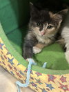 Kenzie(must be adopted with Binzie)