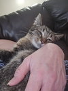 Micah